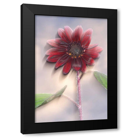 Hybrid sunflower blowing in the wind Black Modern Wood Framed Art Print by Talbot Frank, Christopher