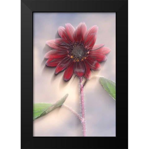 Hybrid sunflower blowing in the wind Black Modern Wood Framed Art Print by Talbot Frank, Christopher