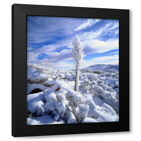 California, Anza-Borrego A snow covered yucca Black Modern Wood Framed Art Print with Double Matting by Talbot Frank, Christopher