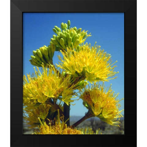 California, Anza-Borrego Desert SP Agave Flowers Black Modern Wood Framed Art Print by Talbot Frank, Christopher