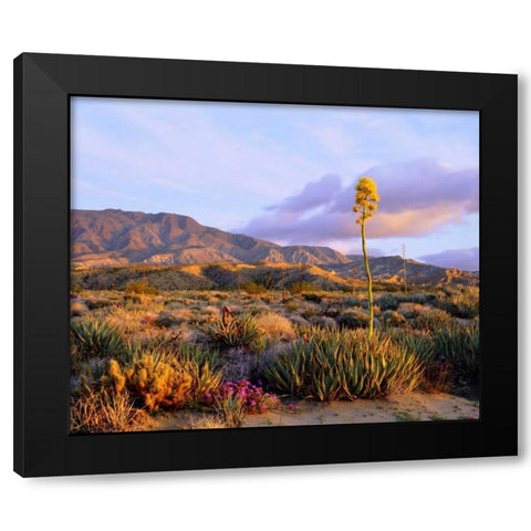 California, Anza-Borrego Desert SP Agave flowers Black Modern Wood Framed Art Print with Double Matting by Talbot Frank, Christopher