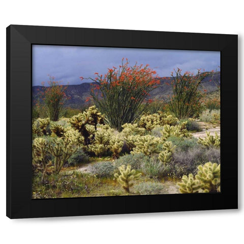 CA, Anza-Borrego Blooming Ocotillo and Cholla Black Modern Wood Framed Art Print by Talbot Frank, Christopher