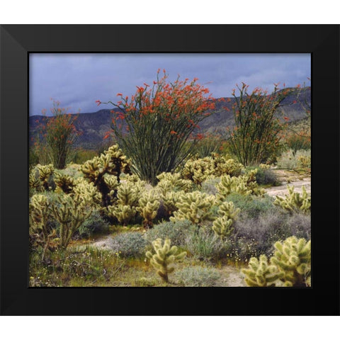CA, Anza-Borrego Blooming Ocotillo and Cholla Black Modern Wood Framed Art Print by Talbot Frank, Christopher