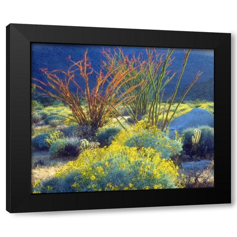 California, Anza-Borrego Blooming Ocotillo Black Modern Wood Framed Art Print with Double Matting by Talbot Frank, Christopher