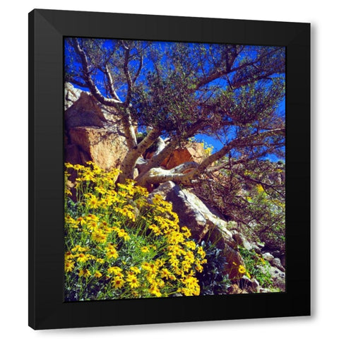 CA, Anza-Borrego Brittlebush and Elephant Tree Black Modern Wood Framed Art Print by Talbot Frank, Christopher