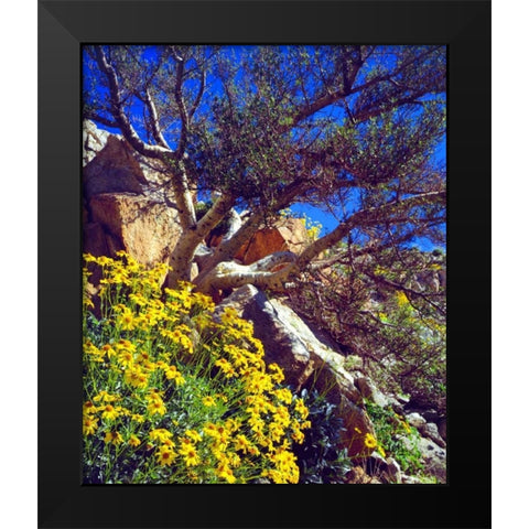 CA, Anza-Borrego Brittlebush and Elephant Tree Black Modern Wood Framed Art Print by Talbot Frank, Christopher