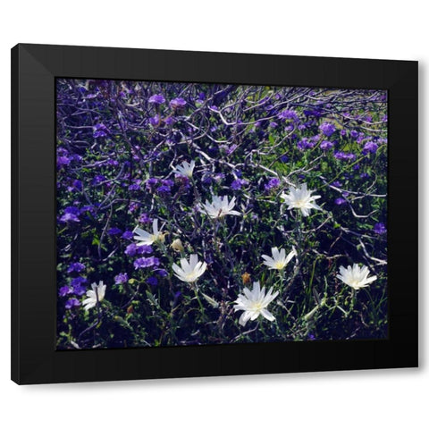 CA, Anza-Borrego Chicory and Phacelia flowers Black Modern Wood Framed Art Print by Talbot Frank, Christopher