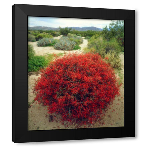 California, Anza-Borrego Chuparosa flowers Black Modern Wood Framed Art Print with Double Matting by Talbot Frank, Christopher