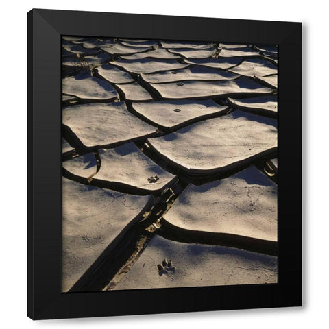 CA, Anza-Borrego Footprints in Cracked Mud Black Modern Wood Framed Art Print with Double Matting by Talbot Frank, Christopher