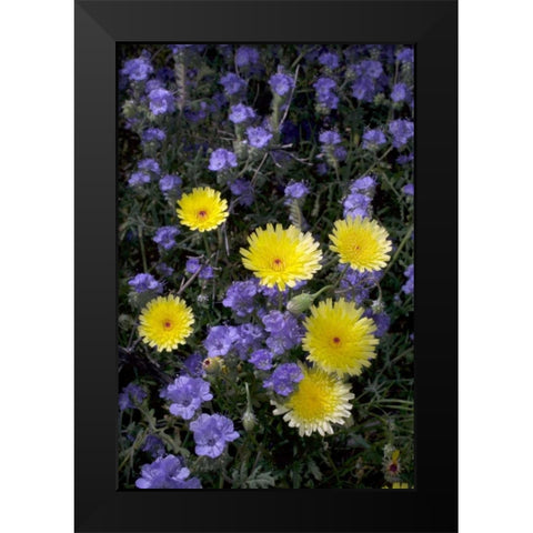 CA, Anza-Borrego Desert Dandelion and Phacelia Black Modern Wood Framed Art Print by Talbot Frank, Christopher