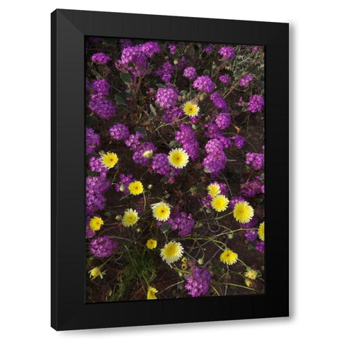 CA, Anza-Borrego Desert wildflowers Black Modern Wood Framed Art Print with Double Matting by Talbot Frank, Christopher