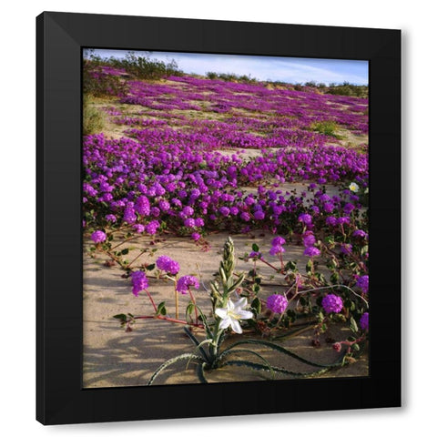 CA, Anza-Borrego Desert Lily and Sand Verbena Black Modern Wood Framed Art Print by Talbot Frank, Christopher