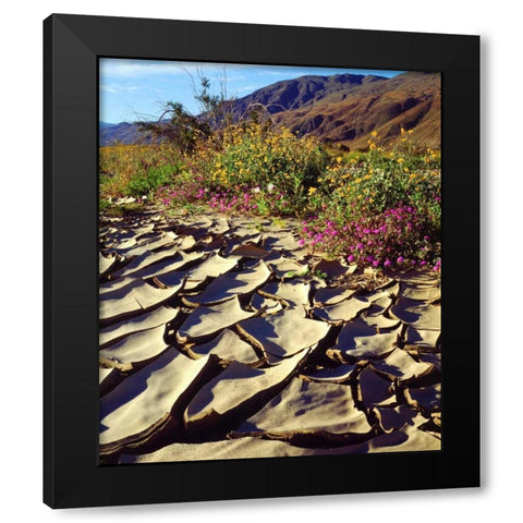 CA, Anza-Borrego Desert Poppy in cracked mud Black Modern Wood Framed Art Print with Double Matting by Talbot Frank, Christopher