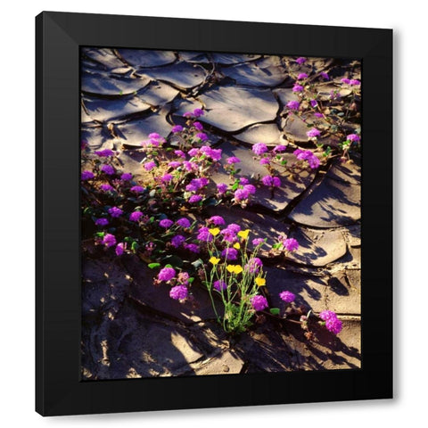 California, Anza-Borrego Desert Desert Poppies Black Modern Wood Framed Art Print by Talbot Frank, Christopher