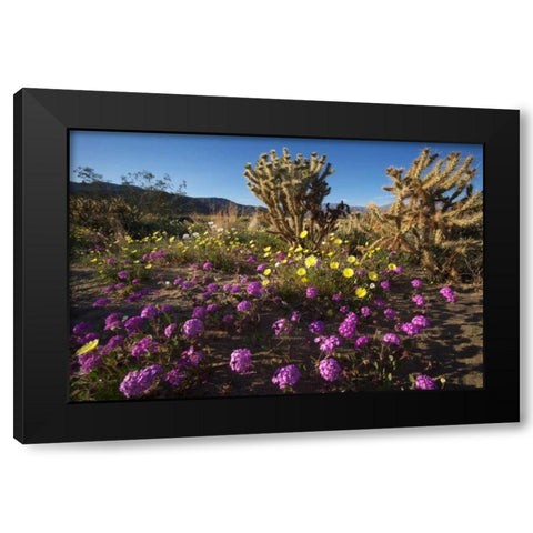 CA, Anza-Borrego Desert flowers and Cholla Black Modern Wood Framed Art Print with Double Matting by Talbot Frank, Christopher