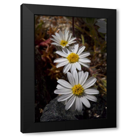 California, Anza-Borrego Desert Star flowers Black Modern Wood Framed Art Print by Talbot Frank, Christopher