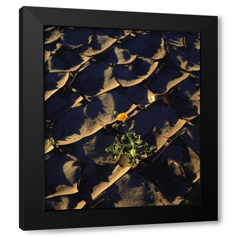CA, Anza-Borrego Desert Sunflower in Cracked Mud Black Modern Wood Framed Art Print by Talbot Frank, Christopher