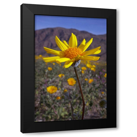 California, Anza-Borrego Desert Sunflowers Black Modern Wood Framed Art Print by Talbot Frank, Christopher