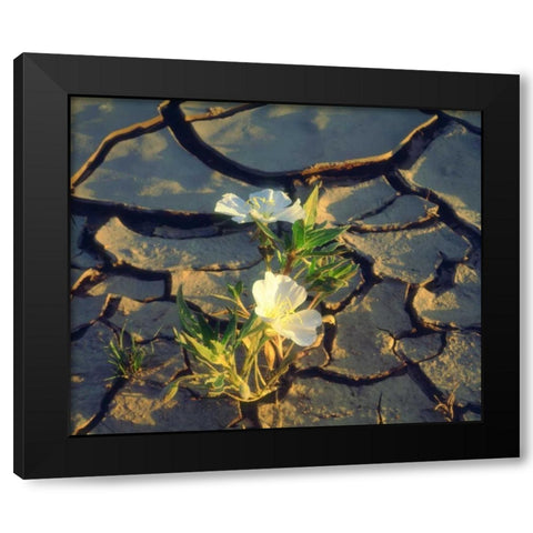 CA, Anza-Borrego Dune Primrose in Cracked Mud Black Modern Wood Framed Art Print with Double Matting by Talbot Frank, Christopher