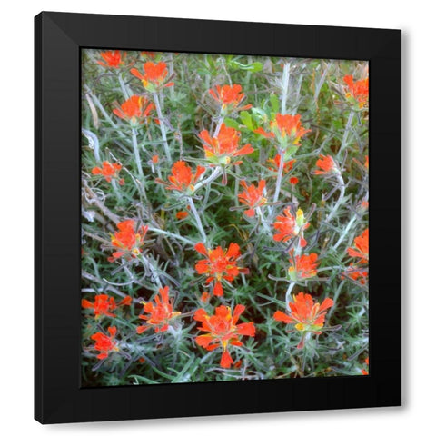 California, Anza-Borrego Indian Paintbrush Black Modern Wood Framed Art Print by Talbot Frank, Christopher