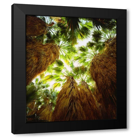 California, Anza-Borrego Desert Fan Palm trees Black Modern Wood Framed Art Print with Double Matting by Talbot Frank, Christopher