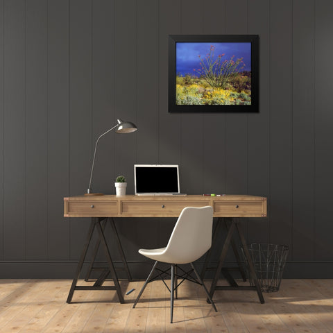 CA, Anza-Borrego Ocotillo and Brittlebush Black Modern Wood Framed Art Print by Talbot Frank, Christopher