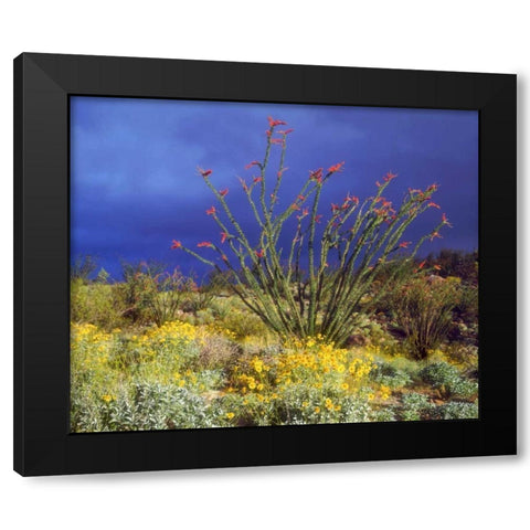 CA, Anza-Borrego Ocotillo and Brittlebush Black Modern Wood Framed Art Print by Talbot Frank, Christopher