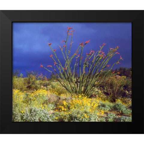 CA, Anza-Borrego Ocotillo and Brittlebush Black Modern Wood Framed Art Print by Talbot Frank, Christopher