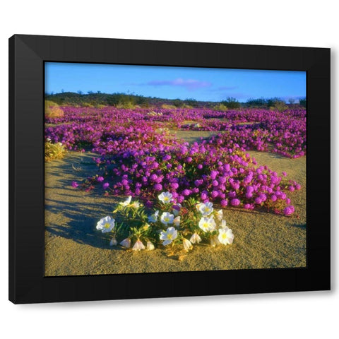 CA, Anza-Borrego Desert wildflowers Black Modern Wood Framed Art Print with Double Matting by Talbot Frank, Christopher