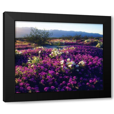 CA, Anza-Borrego Sand Verbena flowers at sunset Black Modern Wood Framed Art Print by Talbot Frank, Christopher