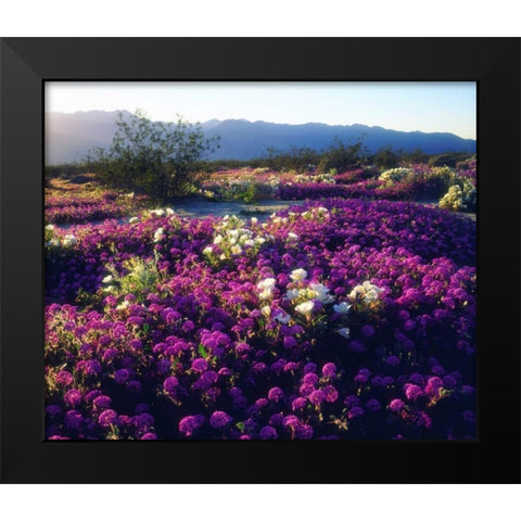 CA, Anza-Borrego Sand Verbena flowers at sunset Black Modern Wood Framed Art Print by Talbot Frank, Christopher
