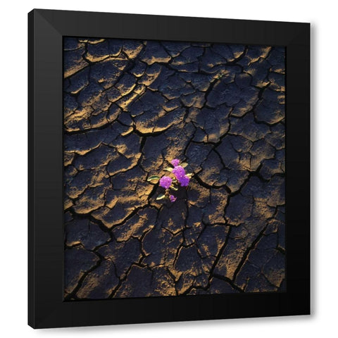 California, Anza-Borrego Desert Sand Verbena Black Modern Wood Framed Art Print by Talbot Frank, Christopher