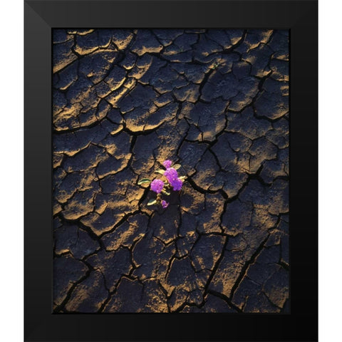 California, Anza-Borrego Desert Sand Verbena Black Modern Wood Framed Art Print by Talbot Frank, Christopher