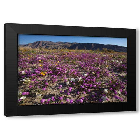 California, Anza-Borrego Desert Sand Verbena Black Modern Wood Framed Art Print by Talbot Frank, Christopher