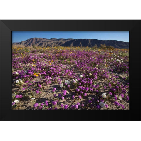 California, Anza-Borrego Desert Sand Verbena Black Modern Wood Framed Art Print by Talbot Frank, Christopher