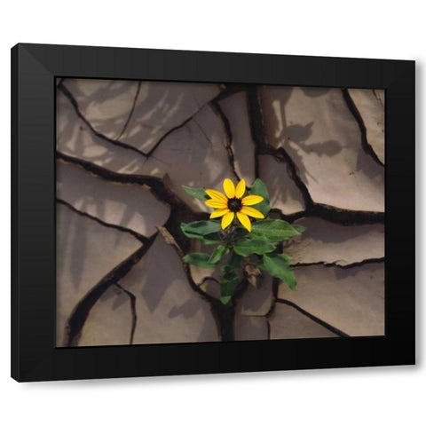 CA, Anza-Borrego Sunflower growing in Mud Black Modern Wood Framed Art Print by Talbot Frank, Christopher
