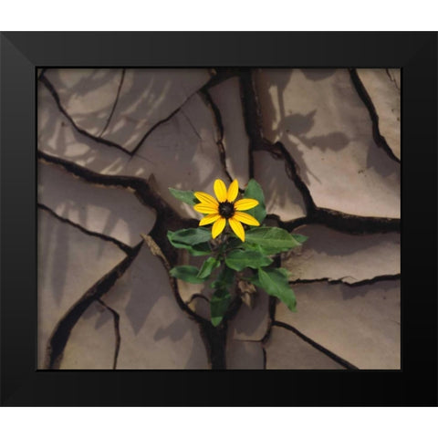CA, Anza-Borrego Sunflower growing in Mud Black Modern Wood Framed Art Print by Talbot Frank, Christopher