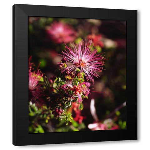 California, Anza-Borrego Desert SP Wildflower Black Modern Wood Framed Art Print by Talbot Frank, Christopher
