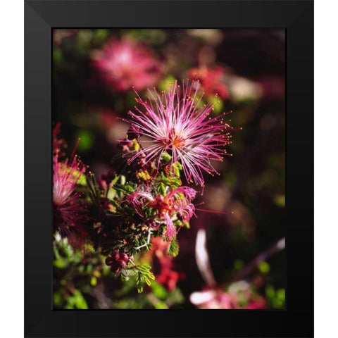 California, Anza-Borrego Desert SP Wildflower Black Modern Wood Framed Art Print by Talbot Frank, Christopher