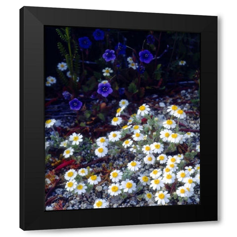 CA, Anza-Borrego Woolly Daisy and Phacelia Black Modern Wood Framed Art Print by Talbot Frank, Christopher