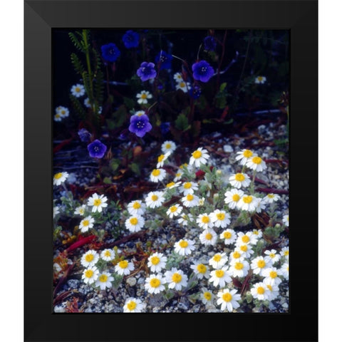 CA, Anza-Borrego Woolly Daisy and Phacelia Black Modern Wood Framed Art Print by Talbot Frank, Christopher