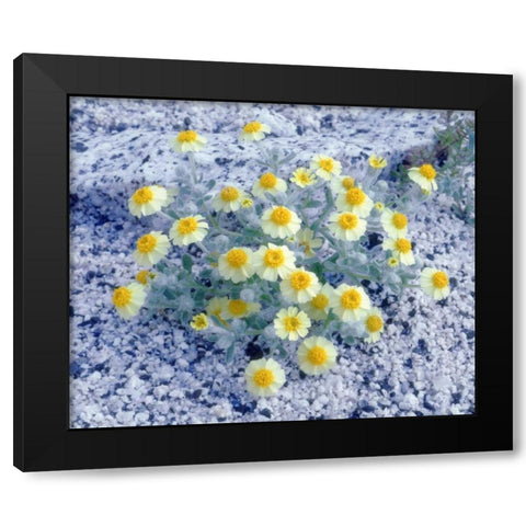 California, Anza-Borrego Desert Woolly Daisy Black Modern Wood Framed Art Print by Talbot Frank, Christopher