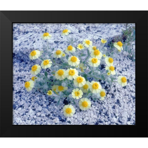 California, Anza-Borrego Desert Woolly Daisy Black Modern Wood Framed Art Print by Talbot Frank, Christopher