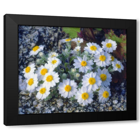 California, Anza-Borrego Desert Woolly Daisy Black Modern Wood Framed Art Print by Talbot Frank, Christopher