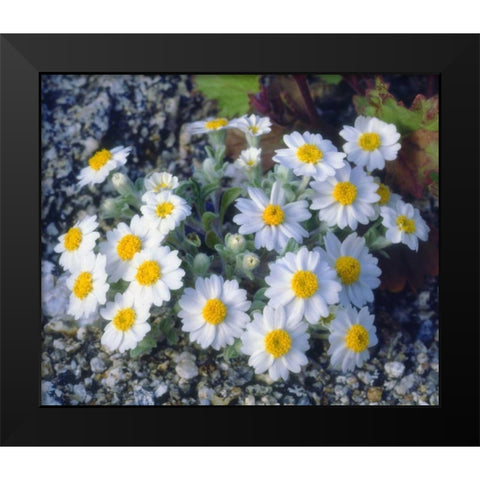 California, Anza-Borrego Desert Woolly Daisy Black Modern Wood Framed Art Print by Talbot Frank, Christopher