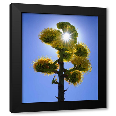 CA, Anza-Borrego Yellow flower backlit by sun Black Modern Wood Framed Art Print by Talbot Frank, Christopher