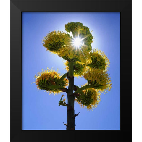 CA, Anza-Borrego Yellow flower backlit by sun Black Modern Wood Framed Art Print by Talbot Frank, Christopher