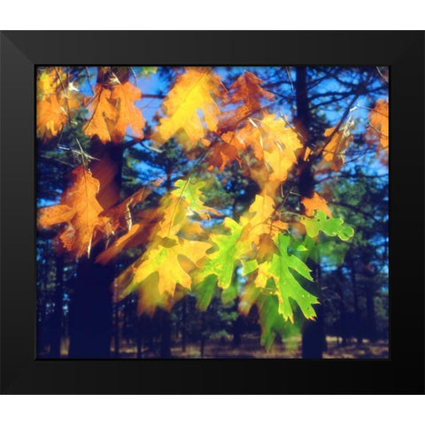 California, Black Oak Leaves blowing in the Wind Black Modern Wood Framed Art Print by Talbot Frank, Christopher