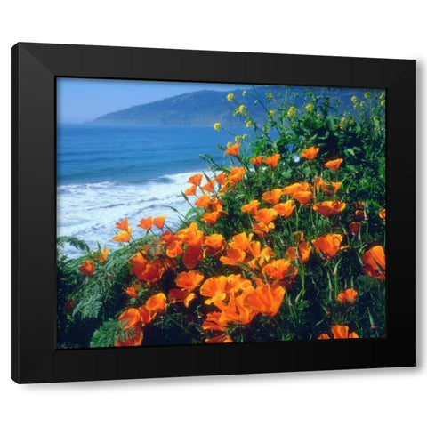 CA, California Poppies along the Pacific Coast Black Modern Wood Framed Art Print by Talbot Frank, Christopher