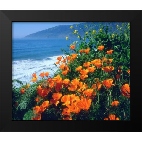 CA, California Poppies along the Pacific Coast Black Modern Wood Framed Art Print by Talbot Frank, Christopher